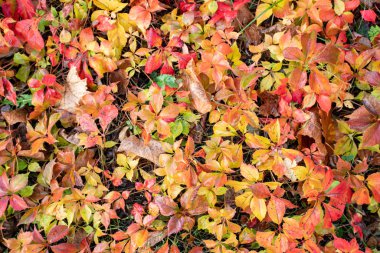 Ivy çitin üstünde. Vahşi sarmaşık. Bir sürü yabani üzüm. Yaban üzümlerinin dokusu