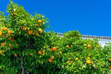 Olgun meyveli Mandarin ağacı. Portakal ağacı. Ripen mandalinalar 