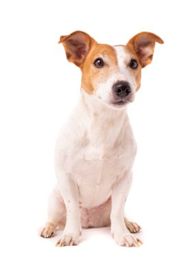 Köpek Jack Russell Terrier beyaz bir arka planda görünüyor.