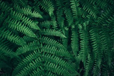 Yeşil yaprakları doku. koyu yeşil yeşillik doğa arka plan