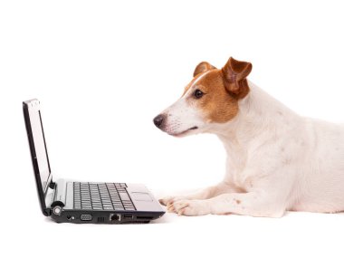 Jack Russell Dog bilgisayar kullanıyor ve internette geziniyor.