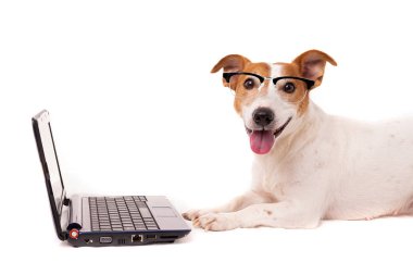 Jack Russell Dog bilgisayar kullanıyor ve internette geziniyor.