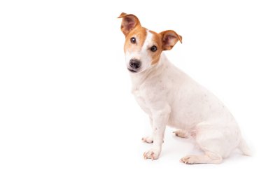 Jack Russell Terrier, stüdyoda beyaz arka planda izole edilmiş.