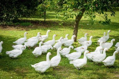 Evcil beyaz kaz sürüsü. Beyaz Evcil Kazlar 