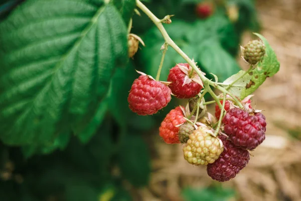 Fresh raspberries on the branch. The raspberries in the bushes. Raspberries in the garden. — Stock Photo, Image
