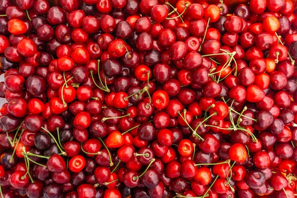 Haufen reifer Kirschen mit Stielen und Blättern. große Sammlung frischer roter Kirschen. reife Kirschen Hintergrund. — Stockfoto