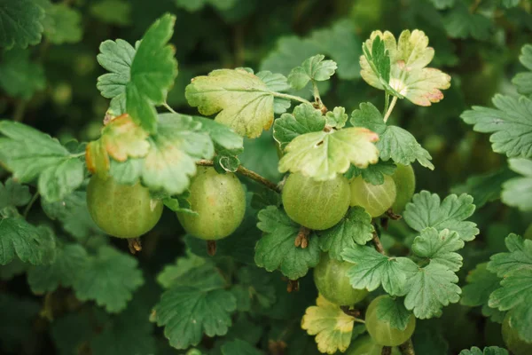 Färska gröna krusbär på en gren krusbärsbuske i trädgården. Närbild av krusbär — Stockfoto
