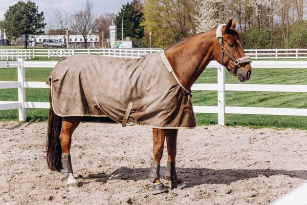 A beautiful horse walks on the territory of the stable. — Stock Photo, Image