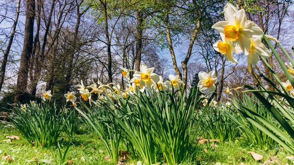 Field of Spring Daffodils. Green meadow with flowering daffodils. Yellow and white daffodils — Stock Photo, Image