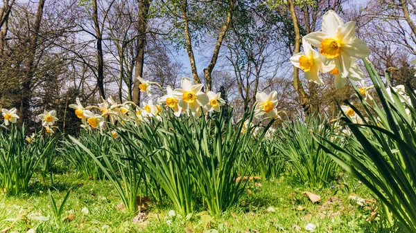 Field of Spring Daffodils. Green meadow with flowering daffodils. — Stock Photo, Image