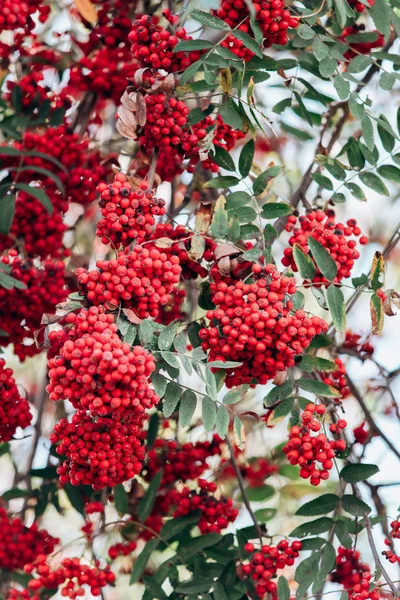 Rowan sur les branches vue rapprochée. Rowan sur les branches du jardin. Vue rapprochée . — Photo