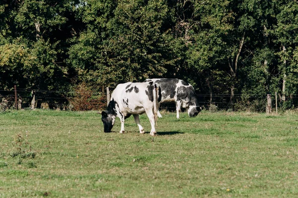 Krávy pasoucí se poblíž lesa. Krávy se pasou u lesa na zelené trávě. Krávy jedí sušenou trávu. — Stock fotografie