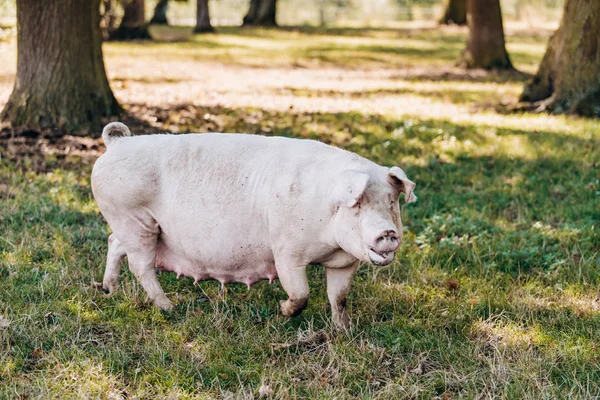 Yeşil çim çayır kırsal hayvan çiftliği kamera için poz ekmek — Stok fotoğraf