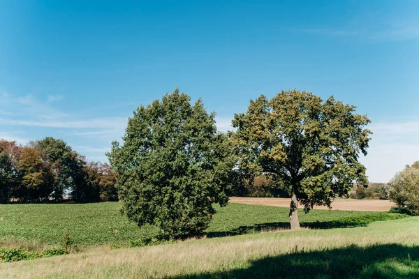 Campo, árvore e céu azul. Árvores em um campo verde e um belo céu . — Fotografia de Stock