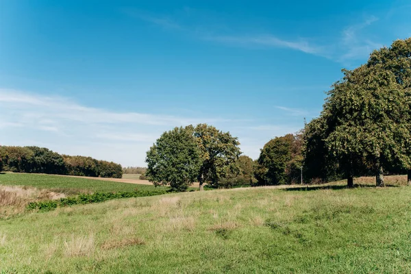 Campo, árvore e céu azul. Árvores em um campo verde e um belo céu . — Fotografia de Stock