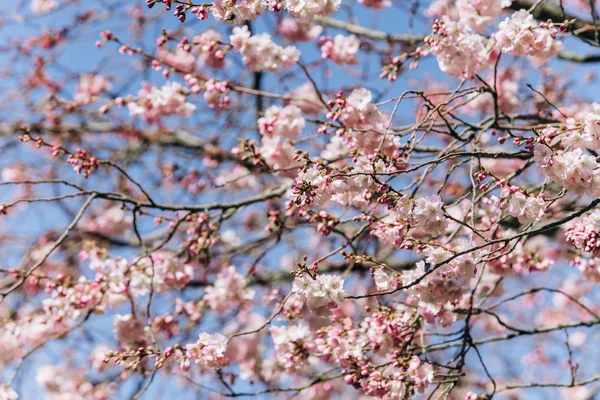 Rami fioriti di fiori di ciliegio contro un bel cielo blu . — Foto Stock