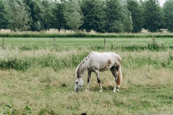 Porträt eines Pferdes auf dem Feld im langen Gras. Pferd weidet im langen Gras. — Stockfoto