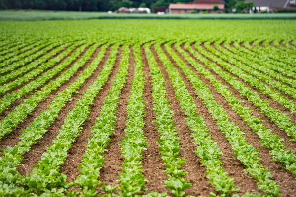 Rural vegetable fields. Lettuce, beetroot, spinach. Beautiful rural fields. — Stock Photo, Image