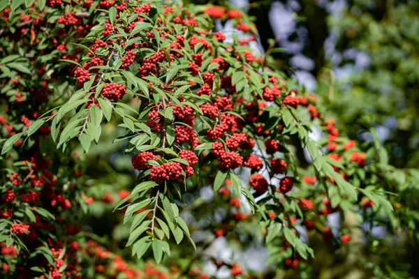 Vanliga röda fläderbär, rödbruna fläderbär på grenen i trädgården. Röd äldste på grenarna i trädgården. Röd äldste på grenarna på nära håll — Stockfoto