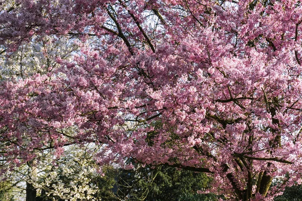 Cherry Blossom sökvägen i en lugn trädgård — Stockfoto