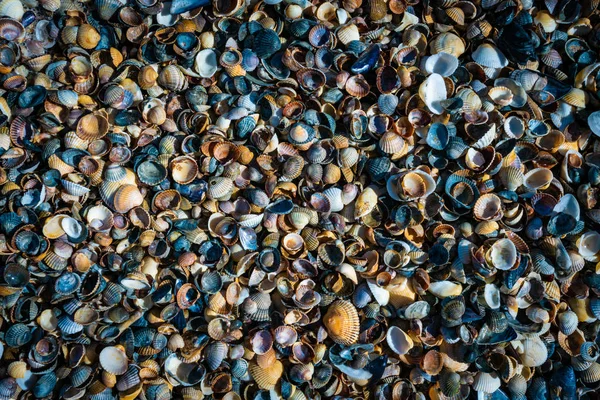 Kolekcja muszli na plaży morskiej - faktura tła — Zdjęcie stockowe