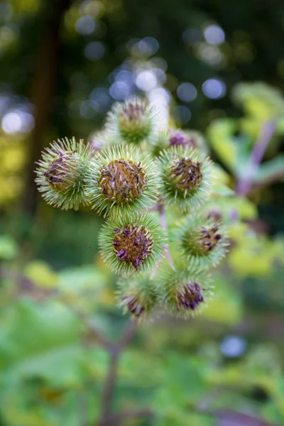 Floraison Grande Bardane. Arctium lappa — Photo