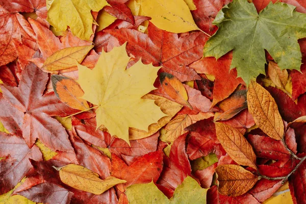 Hösten lämnar bakgrunden. Höstlönnlöv — Stockfoto