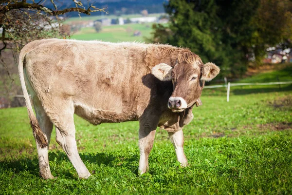 Piękna młoda krowa na pastwisku. krowa na łące — Zdjęcie stockowe