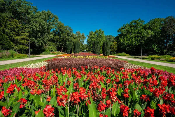 Zomertuin. Mooie bloemen bloeien — Stockfoto