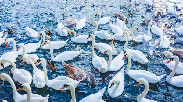 Krásné labutě plavat na jezeře v zimě — Stock fotografie