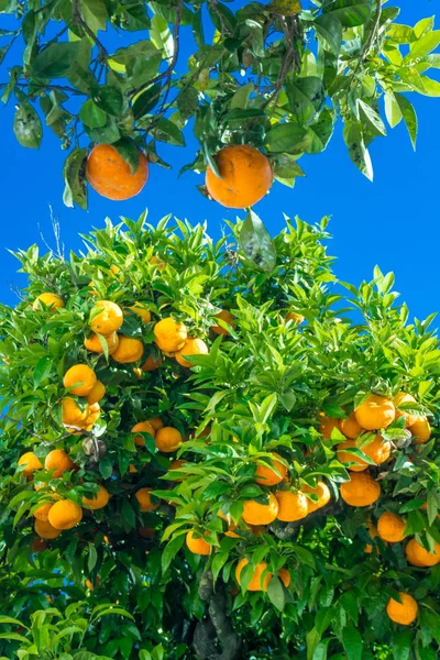 Mandarin tree with ripe fruits.  orange tree. Ripen clementines — Stock Photo, Image