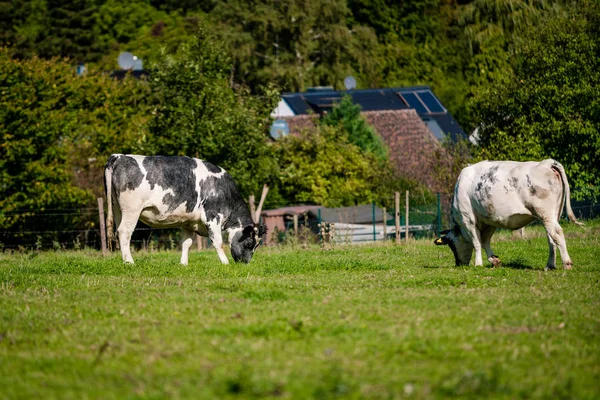 Aydınlık ve güneşli bir günde çimenli bir tarlada inekler — Stok fotoğraf