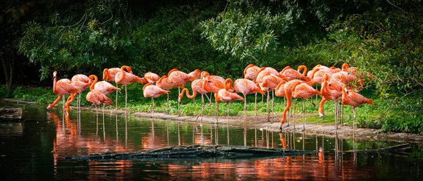 Фламинго, стоящее в воде с отражением — стоковое фото