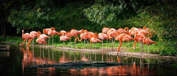 Flamenco de pie en el agua con reflejo — Foto de Stock