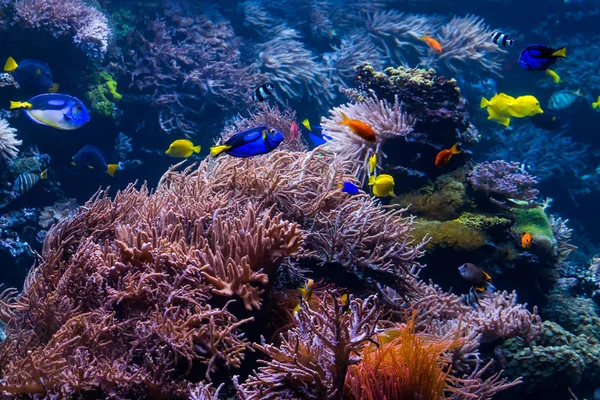 Paisaje de arrecife de coral submarino con peces de colores y li marina —  Fotos de Stock