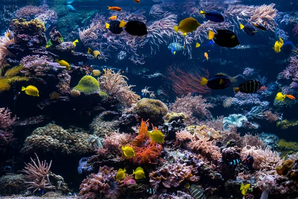 カラフルな魚と海の李と水中サンゴ礁の風景 — ストック写真