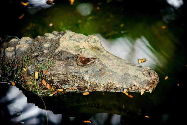 Crocodile swims in swampy river or lake. Hunting crocodile — Stock Photo, Image