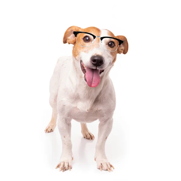 Jack russell dog  isolated on white background, wearing reading — Stock Photo, Image