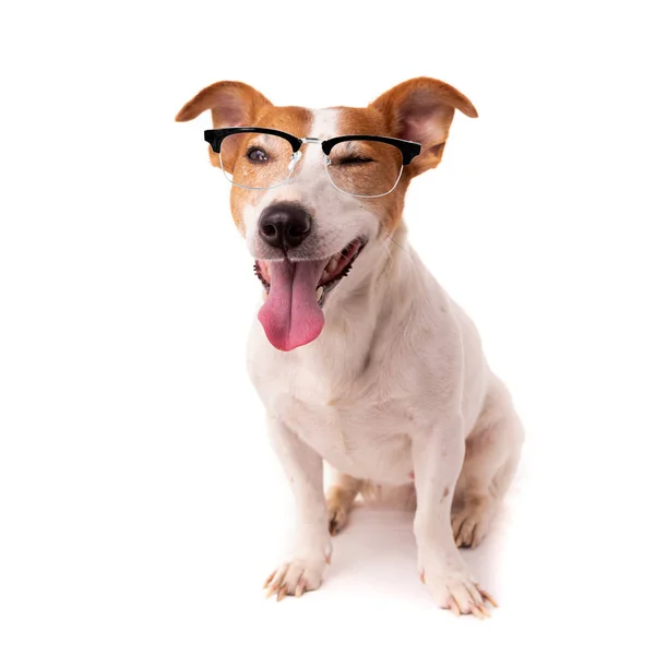 Jack russell dog  isolated on white background, wearing reading — Stock Photo, Image