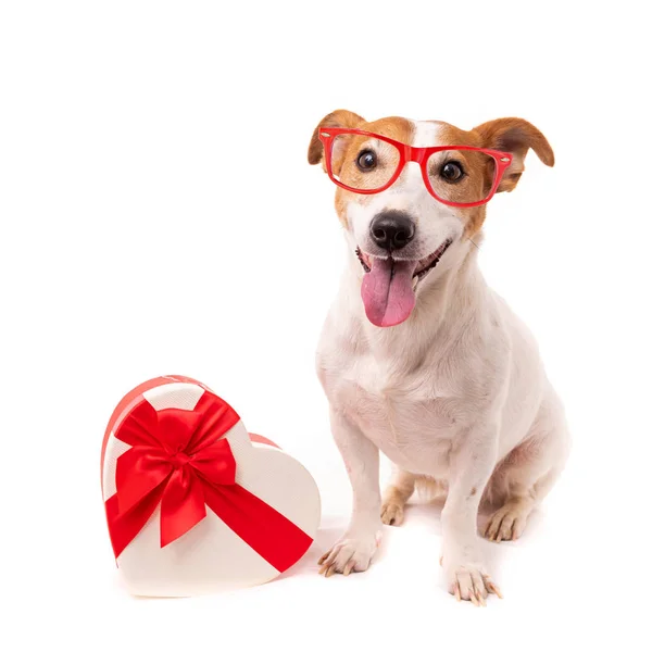 Jack Russell dog isolated on white background, wearing reading — стоковое фото