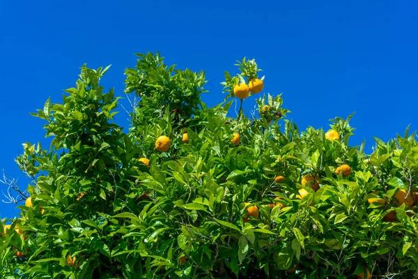 Orange trädgård. Citrusfrukter. Apelsiner på ett träd — Stockfoto