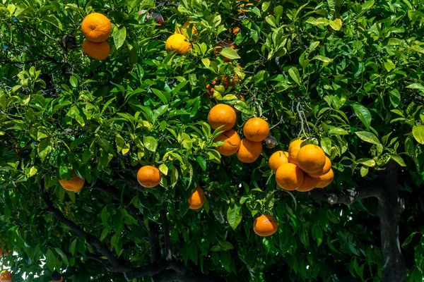 Kypsiä appelsiineja. appelsiinit puussa — kuvapankkivalokuva