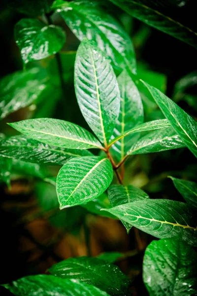 Rainforest with flowers and plants. Green leaves — Stock Photo, Image