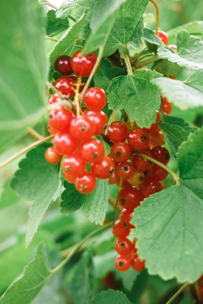 Red currants on the bush. Close-up view. Fresh red currants in the garden. Stock Picture