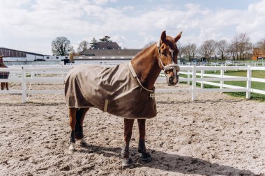 Ahırın bölgesinde güzel bir at yürüyor..