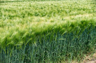 Genç yeşil arpa tarlada büyüyor.