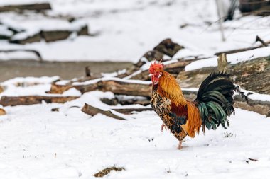Güzel ev yapımı horoz kışın parkta yürür..