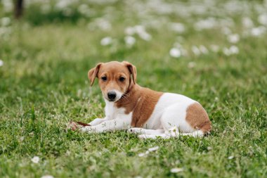 Jack Russell Terrier köpek yavrusu yazın çimlerin üzerinde
