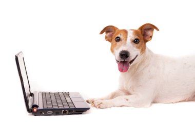 Jack Russell Dog bilgisayar kullanıyor ve internette geziniyor.