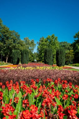 Güneşli bir günde parkta bir sürü çiçek
